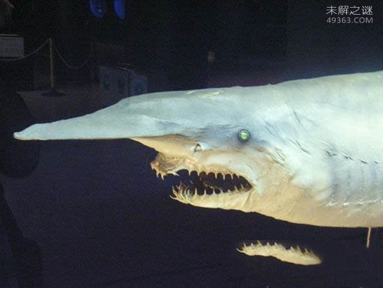 剑吻鲨自爆原因是什么?长长的鼻子有什么作用?