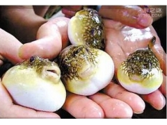 现实存在的恐怖僵尸案例 河豚毒