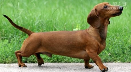 世界最小狗