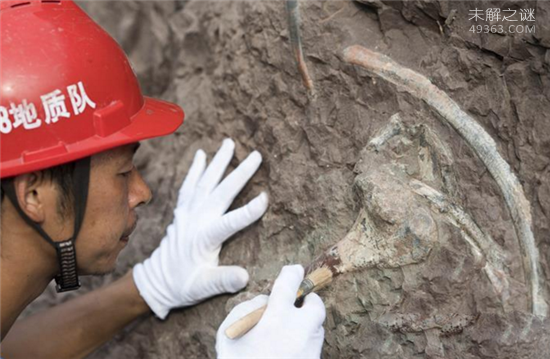 重庆现150米恐龙化石墙,为什么这么多的恐龙会死在一起?