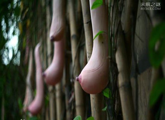 越南乳瓜