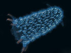 罕见“巨型蠕虫”奇特的新型海底生物