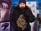 西伯利亚现1.2万岁的史前洞狮幼崽 它是睡着