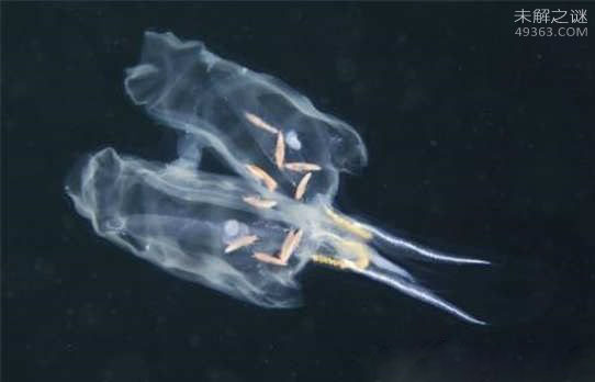 盘点大自然神奇的隐形动物:玻璃章鱼身体几乎完全透明
