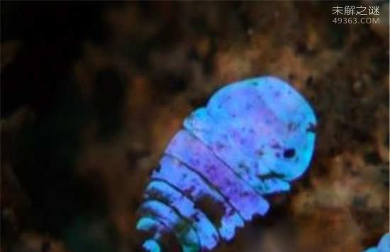 盘点大自然神奇的隐形动物:玻璃章鱼身体几乎完全透明