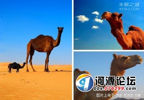 它能在充满辐射的外太空中生存,盘点十大生命力极强的生物