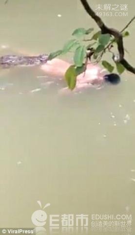 鳄鱼将裸身男子拖入水中 次日将其尸体完好送回
