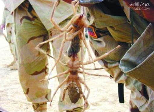让美军士兵都闻风丧胆的虫子巨骆驼蜘蛛