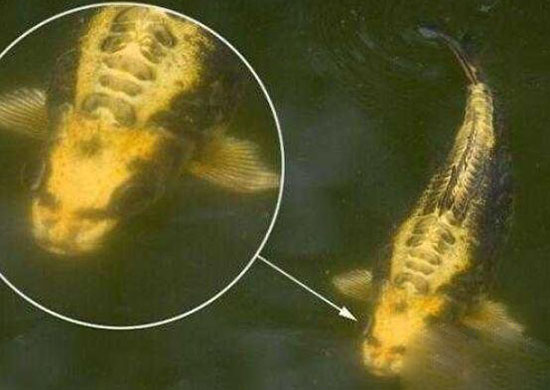 人面鱼图片，世界上惊现最像人脸的鱼类