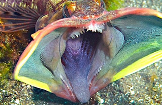 嘴巴巨大的鱼