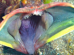 世界十大恐怖怪鱼盘点：这类怪鱼竟可以活14