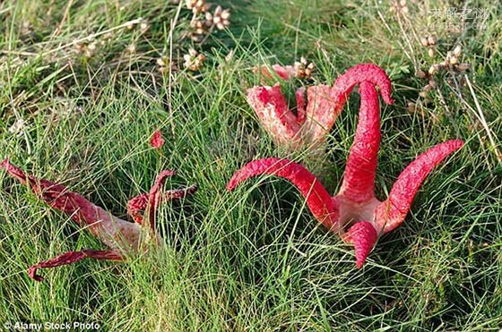 英国乡间拍摄到“外星植物”：名为阿切氏笼头菌的真菌