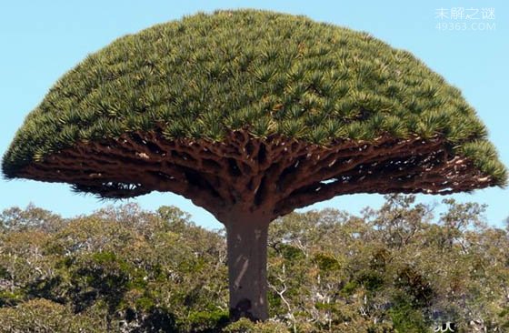 英国乡间拍摄到“外星植物”：名为阿切氏笼头菌的真菌