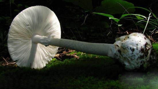最常见的毒蘑菇