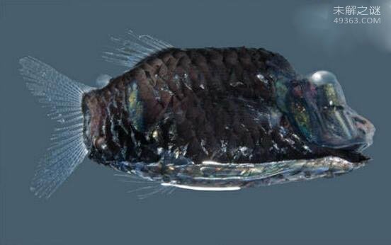 美国生生物学家首次在深海发现一种外形奇特鱼(幽灵鱼)