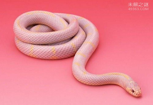 明亮的粉红色蛇