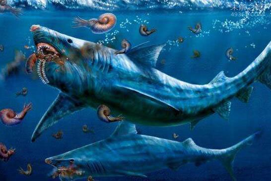 神奇的旋齿鲨：一生之中它们的新牙会不断长出