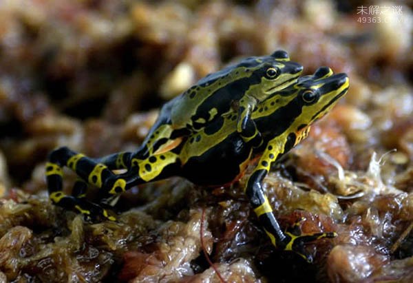 最美丽但也是最毒的蛙：揭秘1克毒素真的呢能杀死1.5万人？