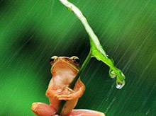 打伞雨蛙竟有人类一般聪明的智慧，会为自己