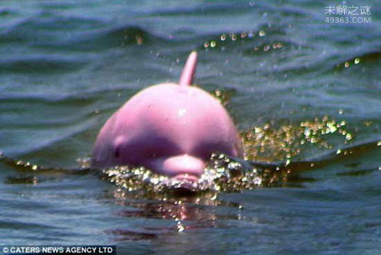 粉红瓶鼻海豚的图片曝光:粉色海豚体长3米(重约90公斤)
