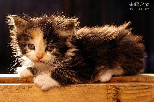 世界上最小的猫:皮堡斯小猫1000元可以买到吗?