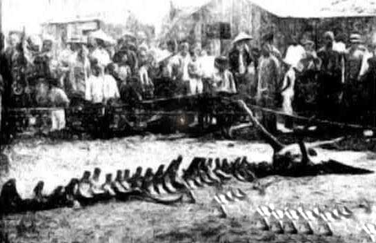1944年松花江坠龙事件真相,目击证人亲口所述真龙样貌