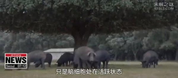 “死亡”被重新定义,科学家成功复活死亡猪脑,存活长达36小时