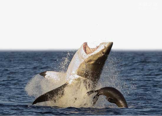 加布林鲨鱼竟有“自毁装置”:危险到来时会自己爆炸？