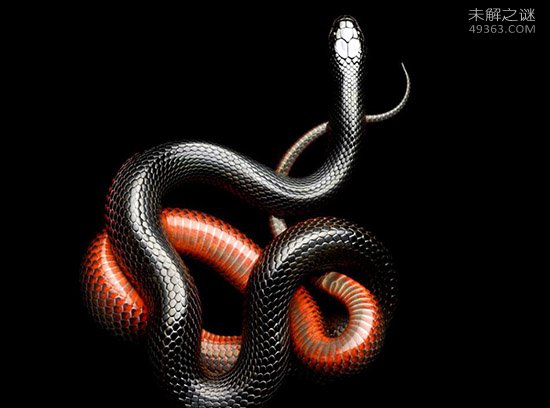 蛇的天敌：蛇玝免疫蛇毒能咬死眼镜蛇及黑曼巴蛇