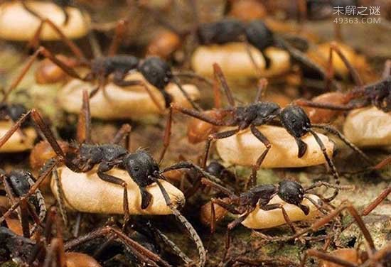 子弹蚁可是堪称世界上咬人最痛的一种蚂蚁了