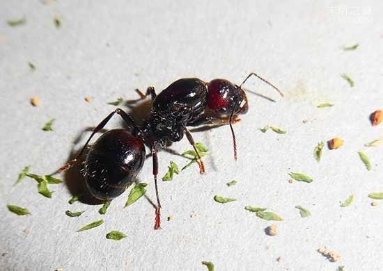 子弹蚁可是堪称世界上咬人最痛的一种蚂蚁了
