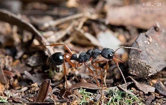 全球十大毒性最强动物”之一的子弹蚁