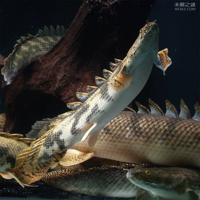 全球最漂亮的恐龙鱼--虎纹恐龙王鱼到底多凶?为什么没人养恐龙鱼
