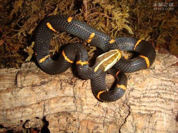 世界上最罕见的毒蛇,喜玛拉雅白头蛇（不能饲养）(2)_