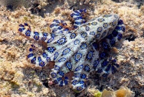 世界上最毒的章鱼，蓝环章鱼(毒素至今无药可医)