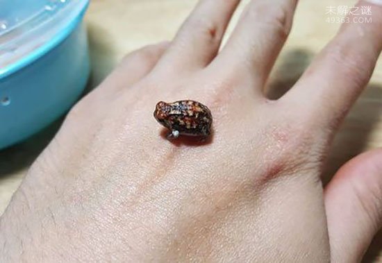 世界上最可爱的青蛙,馒头蛙圆滚滚惹人爱(手指般大小)