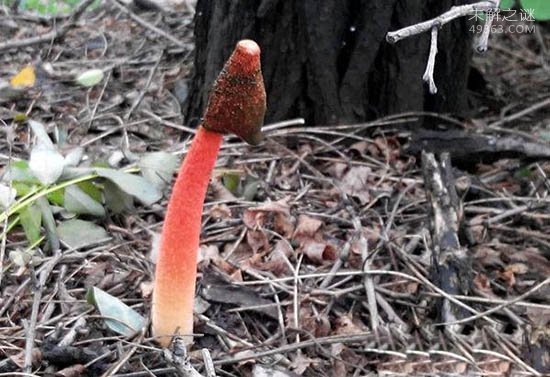 世界上最臭的蘑菇(红鬼笔)
