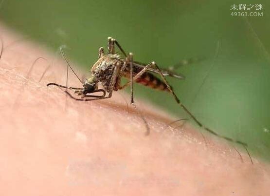 吸髓蚊存在吗