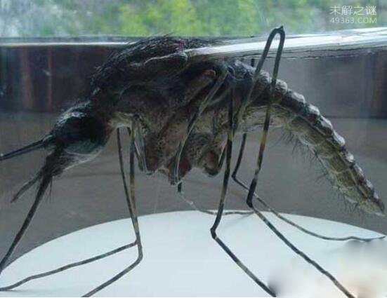 这种蚊子专吸食动物脑髓，在吸完之后就是致其当场死亡