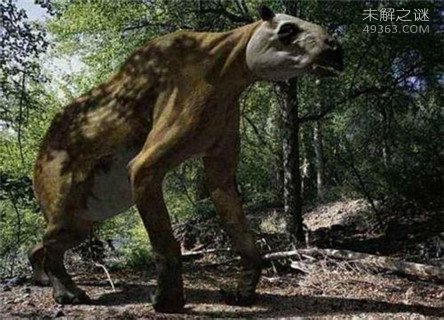 神农架怪物棺材兽,实则一种史前生物驴头狼