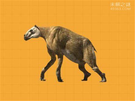 神农架怪物棺材兽，实则一种史前生物驴头狼(2)