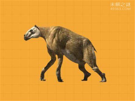 神农架怪物棺材兽,实则一种史前生物驴头狼(2)