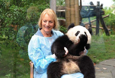 一个美国女人偷走中国一只大熊猫的事迹