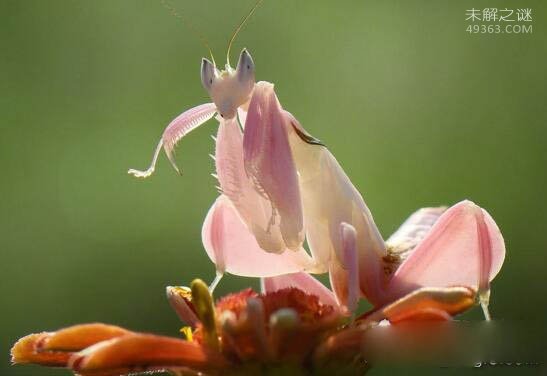 兰花螳螂的致命美丽