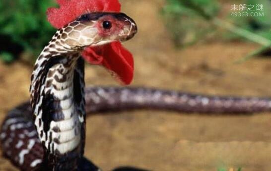盗墓笔记中的鸡冠蛇真的存在，民间传说剧毒鸡冠蛇