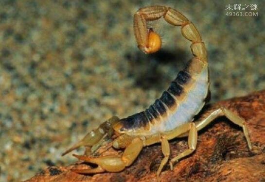 世界第一毒蝎，以色列金蝎(杀人蝎带有致命剧毒)