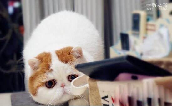 红小胖snoopy猫是什么品种,血统高贵的明星加菲猫