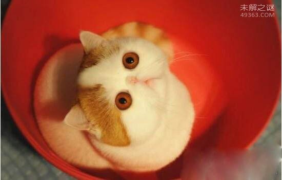 红小胖snoopy猫是什么品种,血统高贵的明星加菲猫