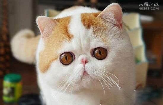 红小胖snoopy猫是什么品种,血统高贵的明星加菲猫