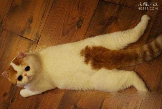 红小胖snoopy猫是什么品种,血统高贵的明星加菲猫